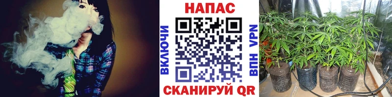 Конопля планчик  блэк спрут вход  Рубцовск 